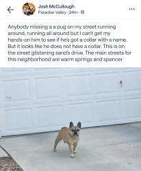 Found/Stray Unknown Dog last seen Glistening Sands dr, Paradise, NV 89119