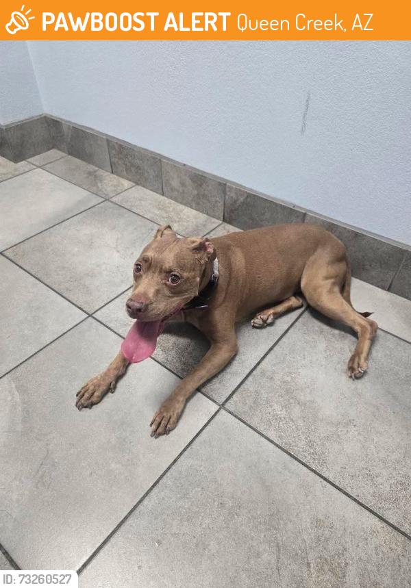 Found/Stray Female Dog last seen Bella Vista and hunt highway, Queen Creek, AZ 85142