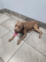Found/Stray Female Dog last seen Bella Vista and hunt highway, Queen Creek, AZ 85142