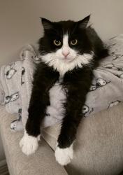 Reunited Male Cat last seen 215th Street and 15th Road, Queens, NY 11360