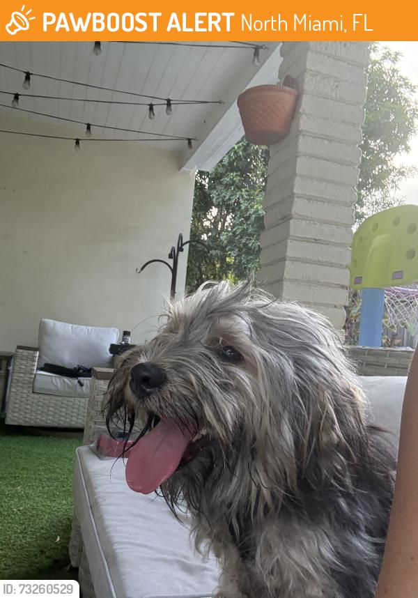 Found/Stray Male Dog last seen Near ne 1st ave, North Miami, FL 33161