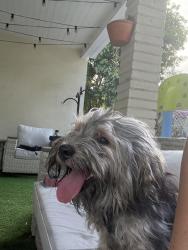 Found/Stray Male Dog last seen Near ne 1st ave, North Miami, FL 33161