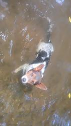 Reunited Female Dog last seen Brown bridge rd, Dalton, GA 30721