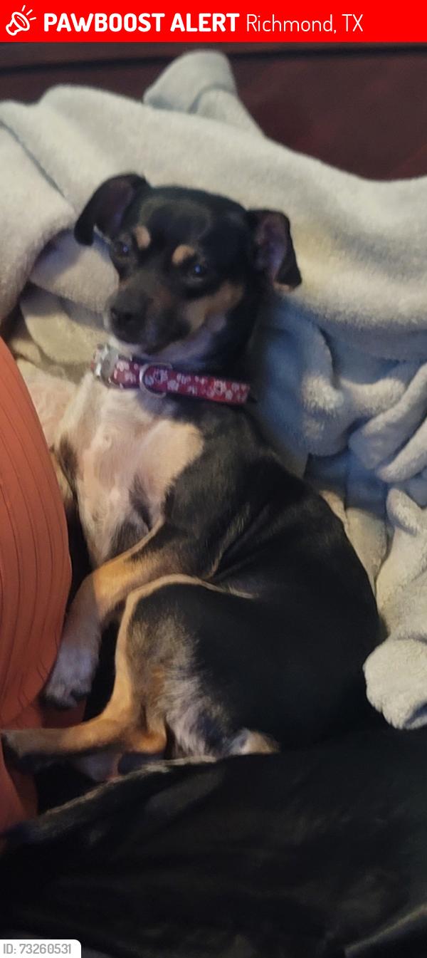 Lost Female Dog last seen Parkway lakes, Richmond, TX 77407