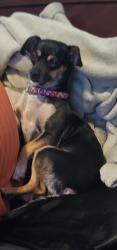 Lost Female Dog last seen Parkway lakes, Richmond, TX 77407