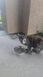 Found/Stray Female Cat last seen Glendale ave., Visalia, CA 93291