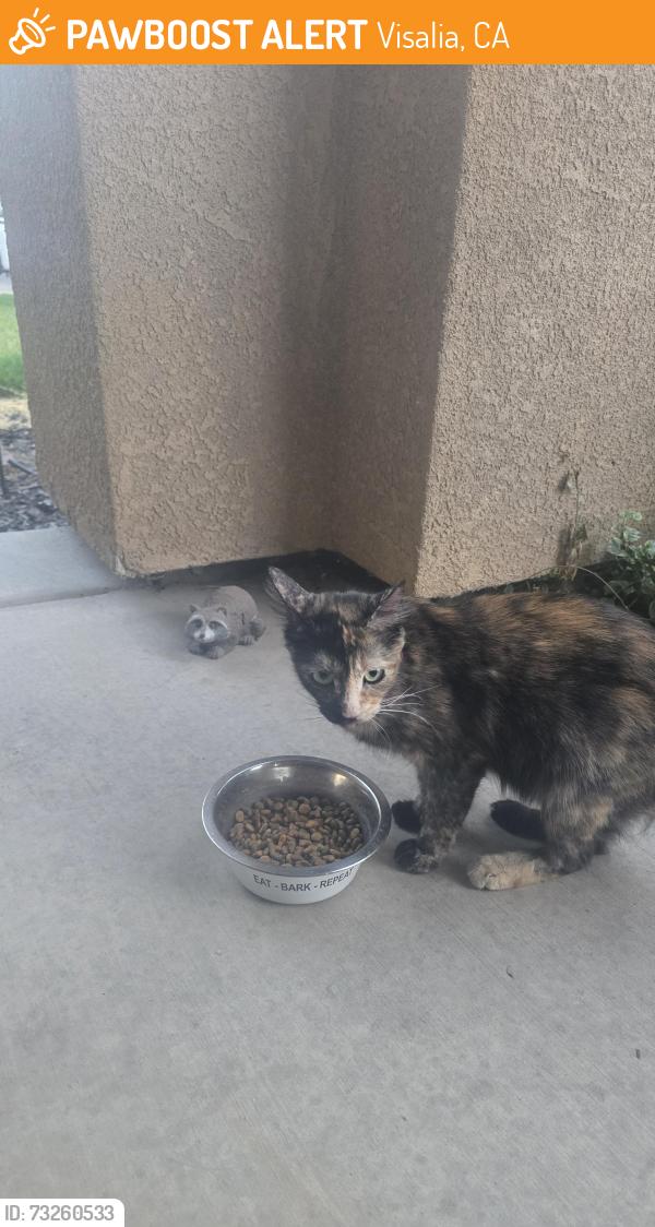 Found/Stray Female Cat last seen Glendale ave., Visalia, CA 93291