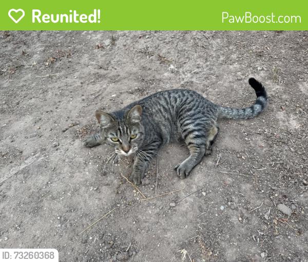 Reunited Unknown Cat last seen E Magdalena Drive & San Lorenzo Ct, Orange,, Orange, CA 92867