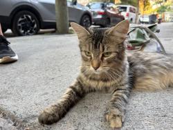 Found/Stray Unknown Cat last seen Près du dep, Montréal, QC H2K 2R8