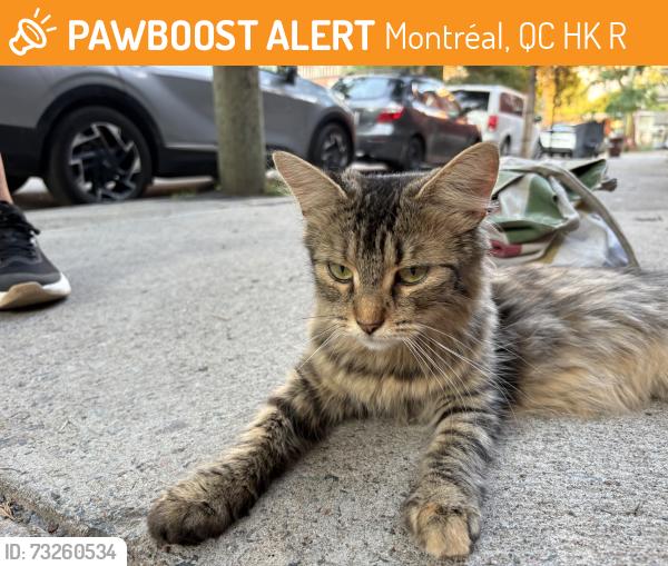 Found/Stray Unknown Cat last seen Près du dep, Montréal, QC H2K 2R8