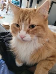 Lost Male Cat last seen Maple and Union, Mora, MN 55051
