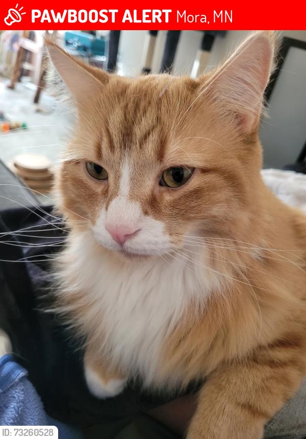 Lost Male Cat last seen Maple and Union, Mora, MN 55051