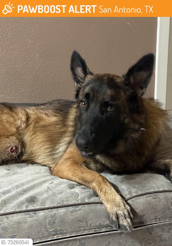 Found/Stray Female Dog last seen Walmart at Blanco and Wurzbach, San Antonio, TX 78216