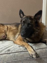 Found/Stray Female Dog last seen Walmart at Blanco and Wurzbach, San Antonio, TX 78216