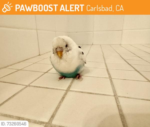 Found/Stray Unknown Bird last seen Poinsettia, Carlsbad, CA 92009