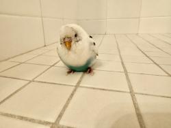 Found/Stray Unknown Bird last seen Poinsettia, Carlsbad, CA 92009