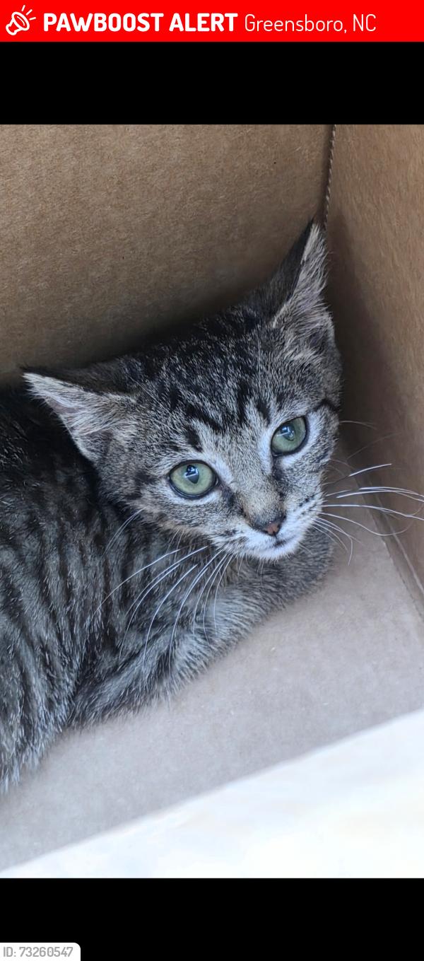 Lost Female Cat last seen Wendover/Piedmont great stops gas station, Greensboro, NC 27401