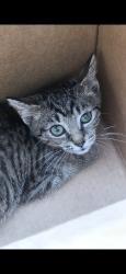 Lost Female Cat last seen Wendover/Piedmont great stops gas station, Greensboro, NC 27401