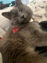 Found/Stray Male Cat last seen By walmart, Wheat Ridge, CO 80033