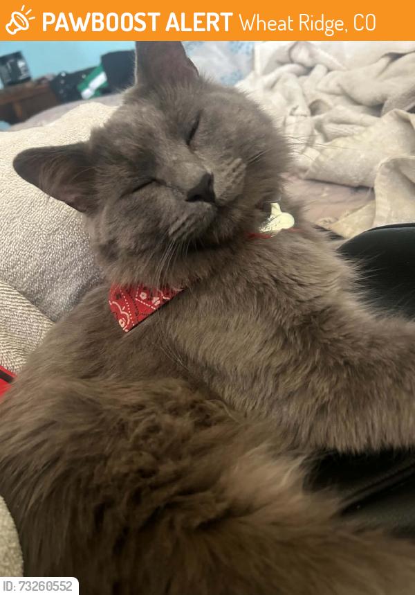 Found/Stray Male Cat last seen By walmart, Wheat Ridge, CO 80033