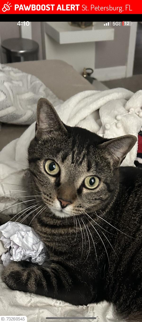 Lost Male Cat last seen He was last seen at our hse between 58th street and 17th Ave N., St. Petersburg, FL 33710