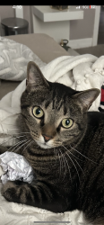 Lost Male Cat last seen He was last seen at our hse between 58th street and 17th Ave N., St. Petersburg, FL 33710