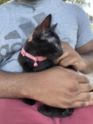 Found/Stray Female Cat last seen Bergfeld park, Tyler, TX 75701