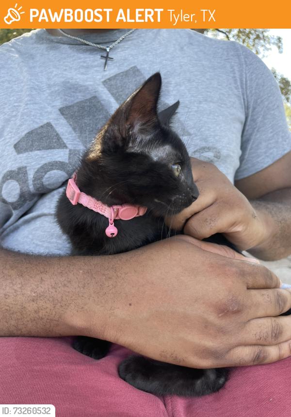 Found/Stray Female Cat last seen Bergfeld park, Tyler, TX 75701
