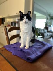 Lost Male Cat last seen Bassett and grandy rd, Richmond, BC 