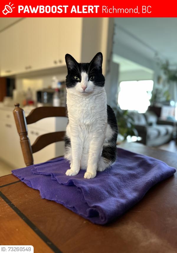 Lost Male Cat last seen Bassett and grandy rd, Richmond, BC 