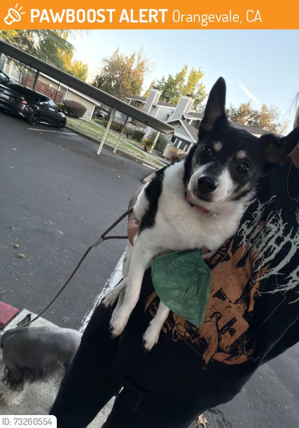 Found/Stray Female Dog last seen Madison ave and Hazel, Orangevale, CA 95662