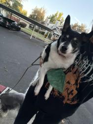 Found/Stray Female Dog last seen Madison ave and Hazel, Orangevale, CA 95662