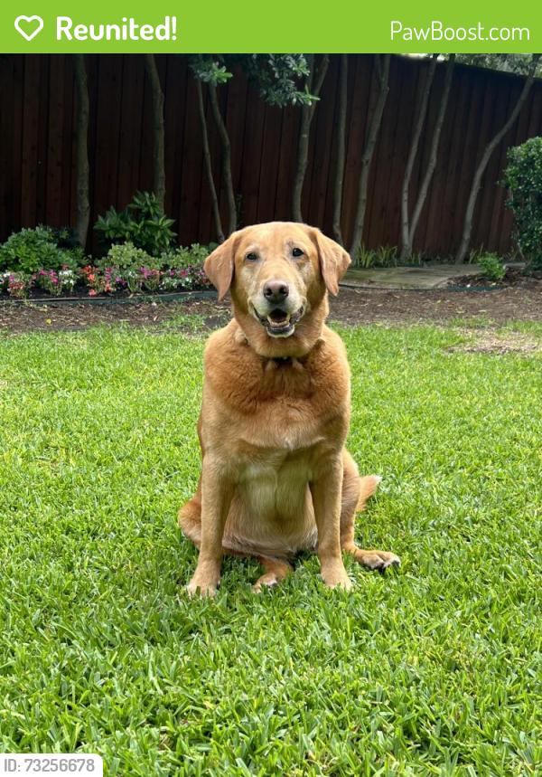 Reunited Female Dog last seen Hallmark between Strait Lane and Welch Road, Dallas, TX 75229