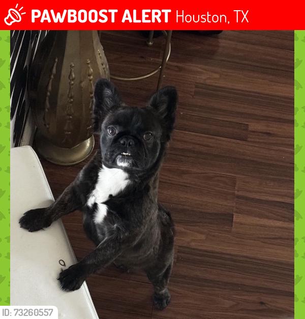 Lost Female Dog last seen Near, Houston, TX 77047
