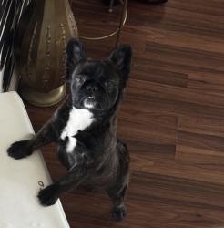 Lost Female Dog last seen Near, Houston, TX 77047