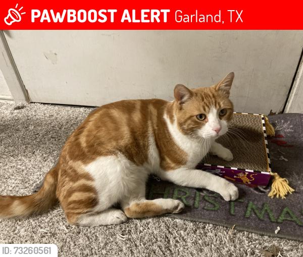 Lost Male Cat last seen San Carlos Dr / Sevilla Dr in South Garland, Texas, Garland, TX 75043
