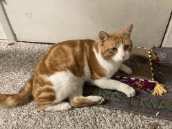 Lost Male Cat last seen San Carlos Dr / Sevilla Dr in South Garland, Texas, Garland, TX 75043