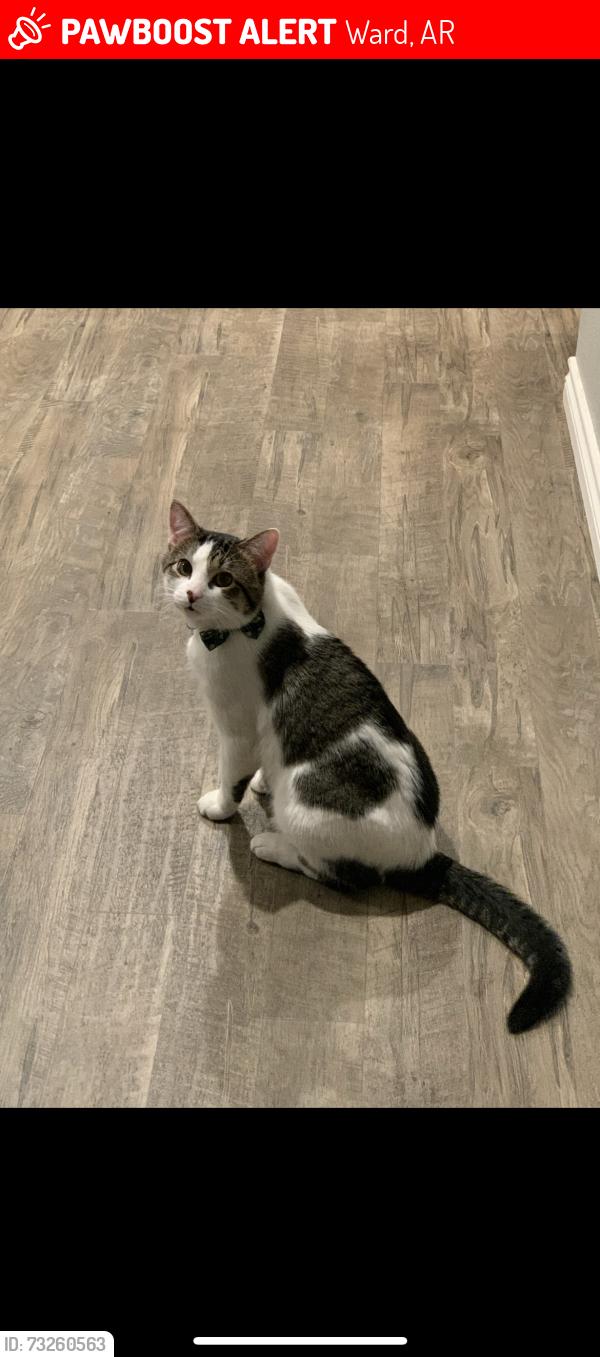 Lost Male Cat last seen Apricot Dr, Ward, AR 72176
