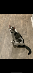 Lost Male Cat last seen Apricot Dr, Ward, AR 72176
