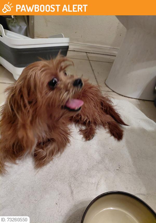Found/Stray Male Dog last seen Maple Rd & Bedford Euless Rd, North Richland Hills, TX 76180