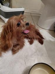 Found/Stray Male Dog last seen Maple Rd & Bedford Euless Rd, North Richland Hills, TX 76180