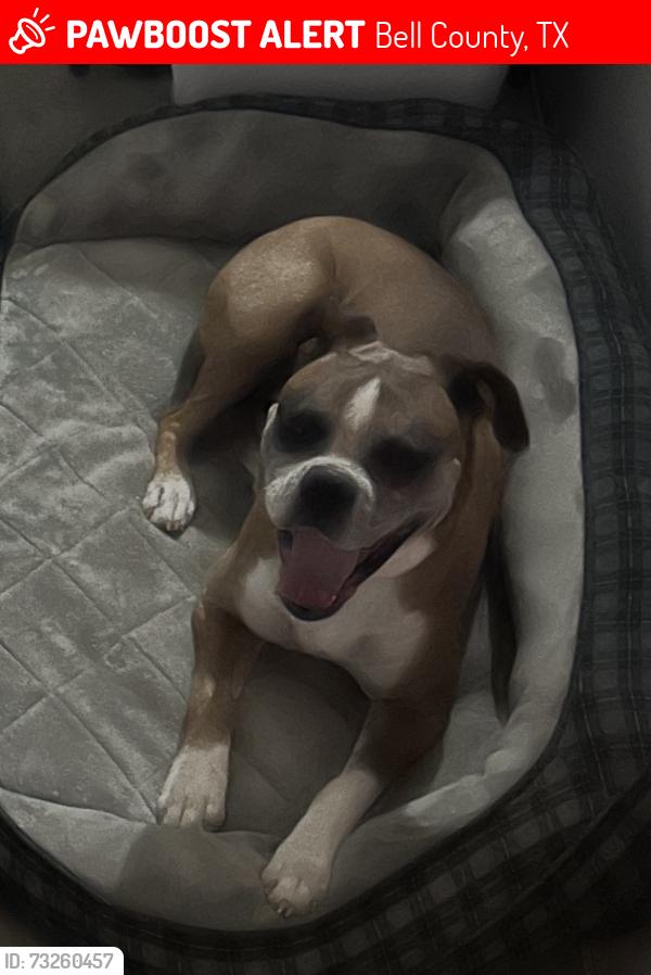 Lost Male Dog last seen Woods of Salado Hodge Canyon dr & Rita Bend near, Bell County, TX 76571