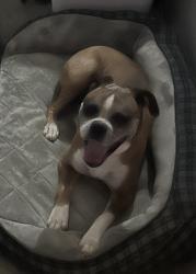 Lost Male Dog last seen Woods of Salado Hodge Canyon dr & Rita Bend near, Bell County, TX 76571