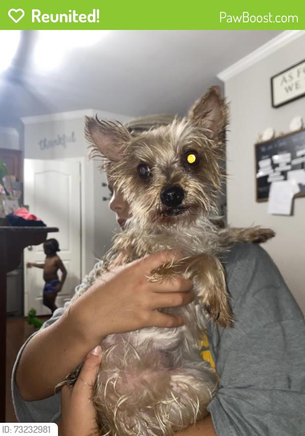 Reunited Female Dog last seen Lost oak drive, Buford, GA 30519