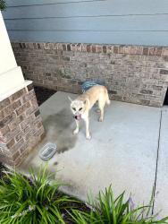 Found/Stray Unknown Dog last seen Terminix In Spartanburg, Spartanburg, SC 29301
