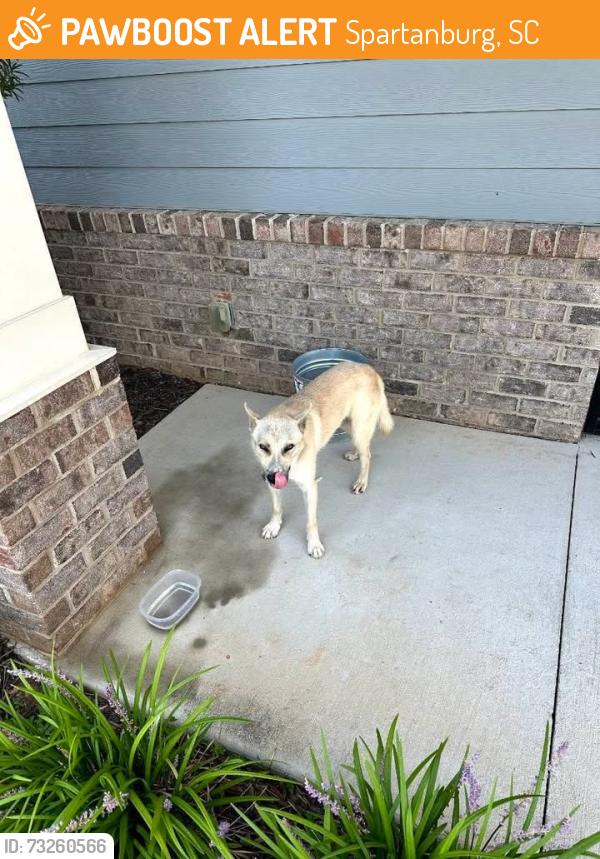 Found/Stray Unknown Dog last seen Terminix In Spartanburg, Spartanburg, SC 29301