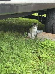 Found/Stray Unknown Cat last seen Hunter Mill Rd. &Lake Ridge Dr, Oakton, VA 22124