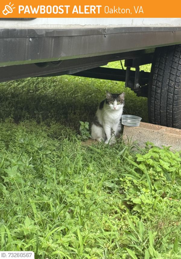 Found/Stray Unknown Cat last seen Hunter Mill Rd. &Lake Ridge Dr, Oakton, VA 22124