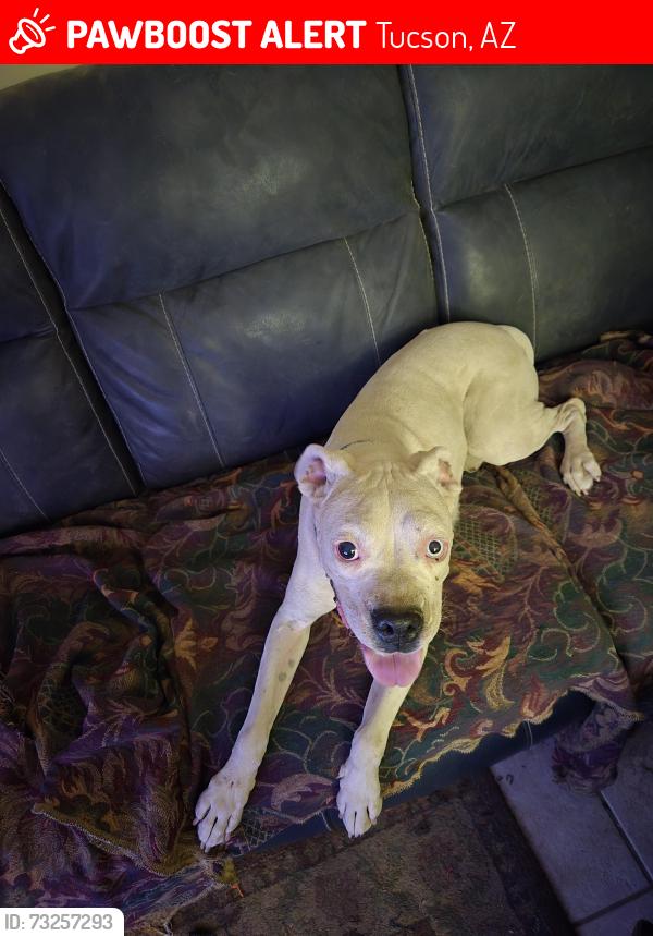 Lost Male Dog last seen Silver st and Plumer, Tucson, AZ 85719