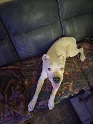 Lost Male Dog last seen Silver st and Plumer, Tucson, AZ 85719